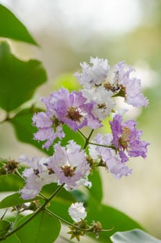 Lagerstroemia calyculata  is derived from its very characteristic mottled flaky bark.
It is a species of flowering plant in the Lythraceae family and found in Southeast Asia and Oceania.
it is quite common as a decorative tree in the parks of Thailand