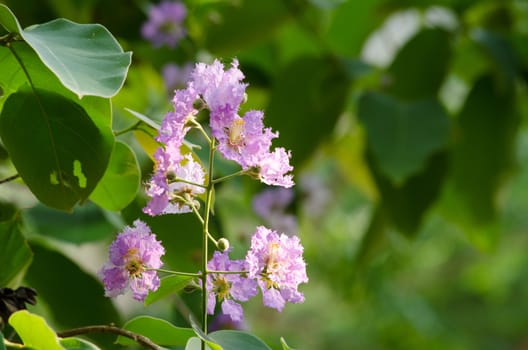 Lagerstroemia calyculata  is derived from its very characteristic mottled flaky bark.
It is a species of flowering plant in the Lythraceae family and found in Southeast Asia and Oceania.
it is quite common as a decorative tree in the parks of Thailand