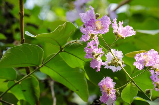 Lagerstroemia calyculata  is derived from its very characteristic mottled flaky bark.
It is a species of flowering plant in the Lythraceae family and found in Southeast Asia and Oceania.
it is quite common as a decorative tree in the parks of Thailand
