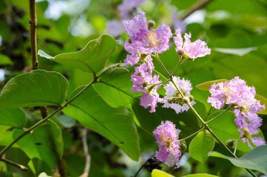 Lagerstroemia calyculata  is derived from its very characteristic mottled flaky bark.
It is a species of flowering plant in the Lythraceae family and found in Southeast Asia and Oceania.
it is quite common as a decorative tree in the parks of Thailand