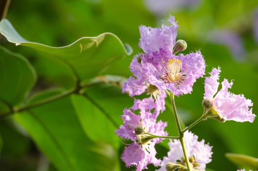 Lagerstroemia calyculata  is derived from its very characteristic mottled flaky bark.
It is a species of flowering plant in the Lythraceae family and found in Southeast Asia and Oceania.
it is quite common as a decorative tree in the parks of Thailand