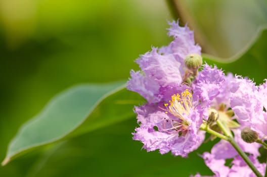 Lagerstroemia calyculata  is derived from its very characteristic mottled flaky bark.
It is a species of flowering plant in the Lythraceae family and found in Southeast Asia and Oceania.
it is quite common as a decorative tree in the parks of Thailand