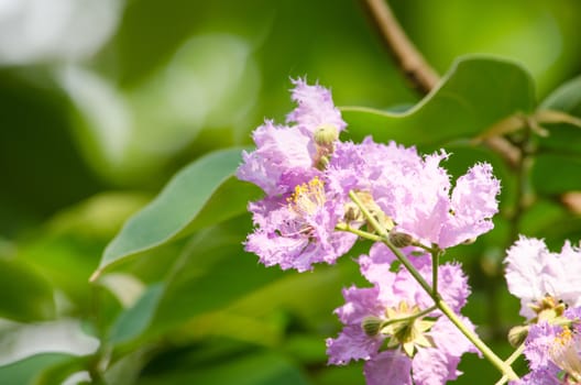 Lagerstroemia calyculata  is derived from its very characteristic mottled flaky bark.
It is a species of flowering plant in the Lythraceae family and found in Southeast Asia and Oceania.
it is quite common as a decorative tree in the parks of Thailand