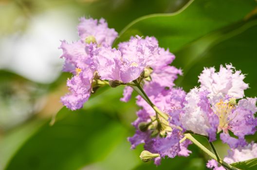 Lagerstroemia calyculata  is derived from its very characteristic mottled flaky bark.
It is a species of flowering plant in the Lythraceae family and found in Southeast Asia and Oceania.
it is quite common as a decorative tree in the parks of Thailand
