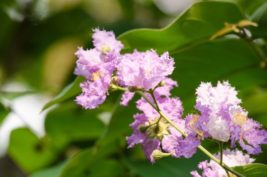 Lagerstroemia calyculata  is derived from its very characteristic mottled flaky bark.
It is a species of flowering plant in the Lythraceae family and found in Southeast Asia and Oceania.
it is quite common as a decorative tree in the parks of Thailand