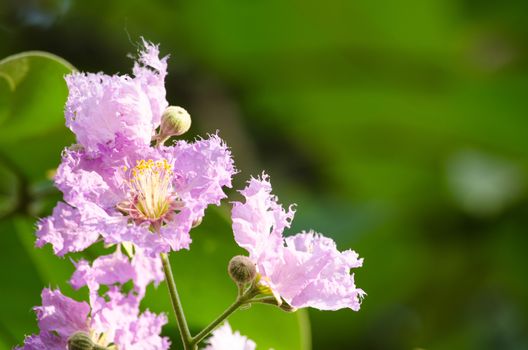 Lagerstroemia calyculata  is derived from its very characteristic mottled flaky bark.
It is a species of flowering plant in the Lythraceae family and found in Southeast Asia and Oceania.
it is quite common as a decorative tree in the parks of Thailand