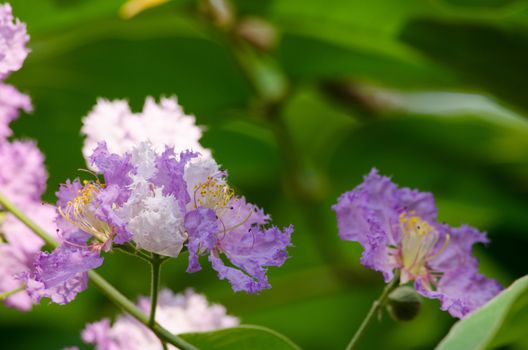 Lagerstroemia calyculata  is derived from its very characteristic mottled flaky bark.
It is a species of flowering plant in the Lythraceae family and found in Southeast Asia and Oceania.
it is quite common as a decorative tree in the parks of Thailand