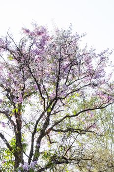 Lagerstroemia calyculata  is derived from its very characteristic mottled flaky bark.
It is a species of flowering plant in the Lythraceae family and found in Southeast Asia and Oceania.
it is quite common as a decorative tree in the parks of Thailand