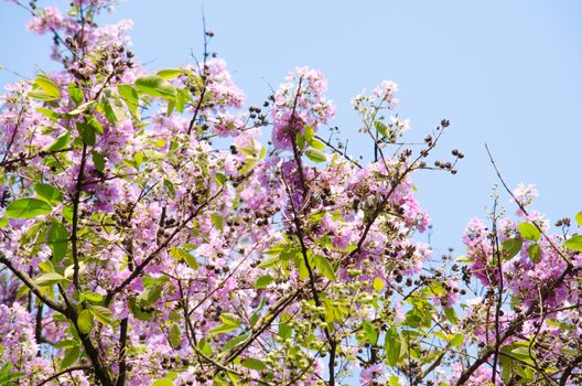 Lagerstroemia calyculata  is derived from its very characteristic mottled flaky bark.
It is a species of flowering plant in the Lythraceae family and found in Southeast Asia and Oceania.
it is quite common as a decorative tree in the parks of Thailand