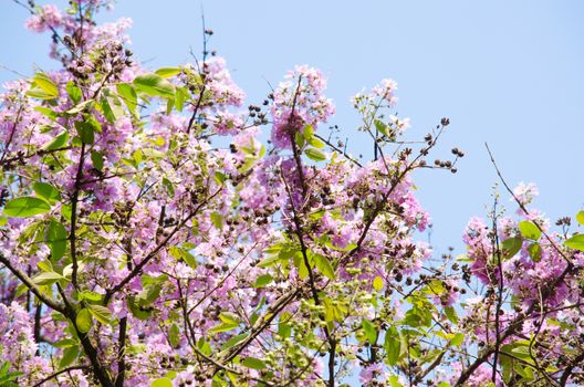 Lagerstroemia calyculata  is derived from its very characteristic mottled flaky bark.
It is a species of flowering plant in the Lythraceae family and found in Southeast Asia and Oceania.
it is quite common as a decorative tree in the parks of Thailand