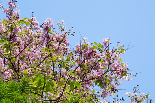 Lagerstroemia calyculata  is derived from its very characteristic mottled flaky bark.
It is a species of flowering plant in the Lythraceae family and found in Southeast Asia and Oceania.
it is quite common as a decorative tree in the parks of Thailand