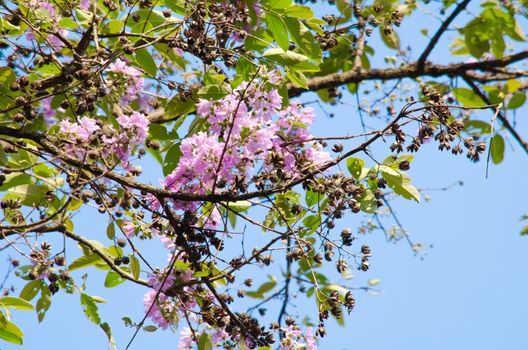 Lagerstroemia calyculata  is derived from its very characteristic mottled flaky bark.
It is a species of flowering plant in the Lythraceae family and found in Southeast Asia and Oceania.
it is quite common as a decorative tree in the parks of Thailand