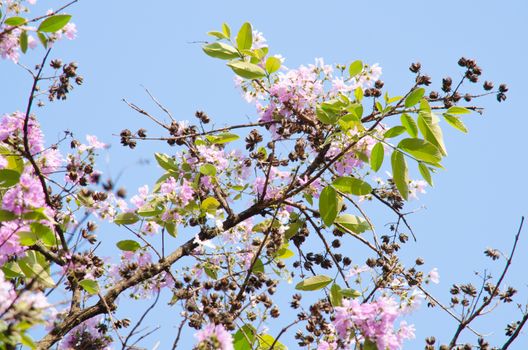Lagerstroemia calyculata  is derived from its very characteristic mottled flaky bark.
It is a species of flowering plant in the Lythraceae family and found in Southeast Asia and Oceania.
it is quite common as a decorative tree in the parks of Thailand