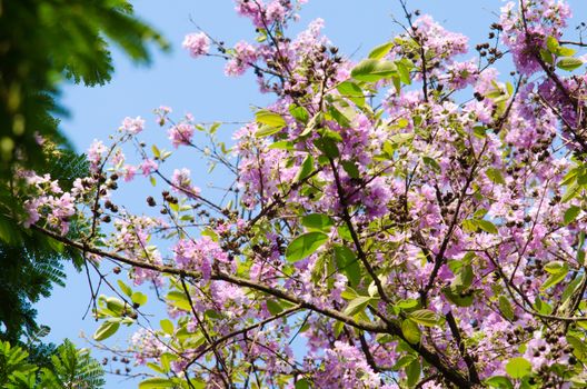 Lagerstroemia calyculata  is derived from its very characteristic mottled flaky bark.
It is a species of flowering plant in the Lythraceae family and found in Southeast Asia and Oceania.
it is quite common as a decorative tree in the parks of Thailand