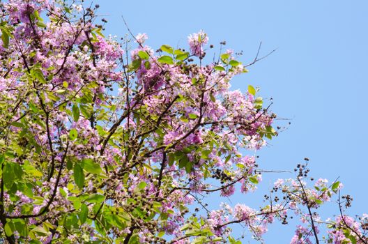 Lagerstroemia calyculata  is derived from its very characteristic mottled flaky bark.
It is a species of flowering plant in the Lythraceae family and found in Southeast Asia and Oceania.
it is quite common as a decorative tree in the parks of Thailand