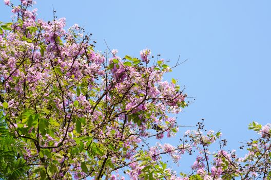 Lagerstroemia calyculata  is derived from its very characteristic mottled flaky bark.
It is a species of flowering plant in the Lythraceae family and found in Southeast Asia and Oceania.
it is quite common as a decorative tree in the parks of Thailand