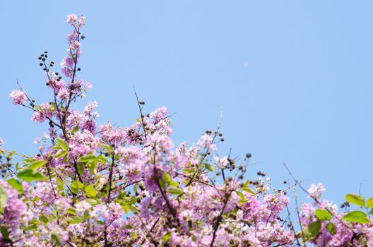 Lagerstroemia calyculata  is derived from its very characteristic mottled flaky bark.
It is a species of flowering plant in the Lythraceae family and found in Southeast Asia and Oceania.
it is quite common as a decorative tree in the parks of Thailand