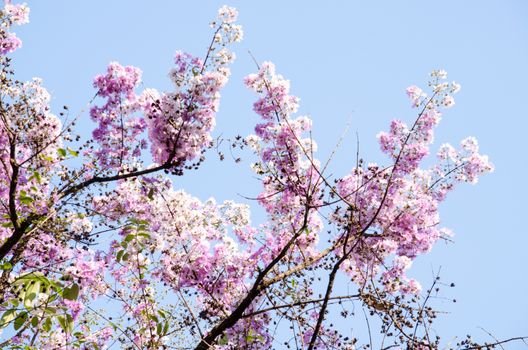 Lagerstroemia calyculata  is derived from its very characteristic mottled flaky bark.
It is a species of flowering plant in the Lythraceae family and found in Southeast Asia and Oceania.
it is quite common as a decorative tree in the parks of Thailand