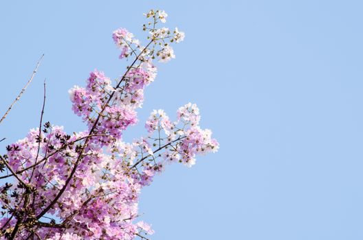 Lagerstroemia calyculata  is derived from its very characteristic mottled flaky bark.
It is a species of flowering plant in the Lythraceae family and found in Southeast Asia and Oceania.
it is quite common as a decorative tree in the parks of Thailand