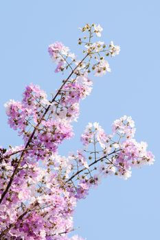 Lagerstroemia calyculata  is derived from its very characteristic mottled flaky bark.
It is a species of flowering plant in the Lythraceae family and found in Southeast Asia and Oceania.
it is quite common as a decorative tree in the parks of Thailand