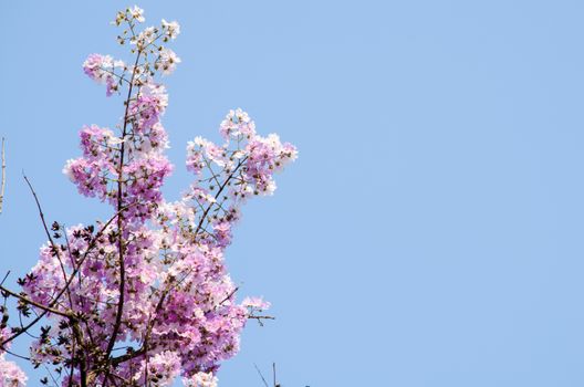 Lagerstroemia calyculata  is derived from its very characteristic mottled flaky bark.
It is a species of flowering plant in the Lythraceae family and found in Southeast Asia and Oceania.
it is quite common as a decorative tree in the parks of Thailand