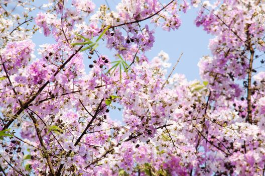 Lagerstroemia calyculata  is derived from its very characteristic mottled flaky bark.
It is a species of flowering plant in the Lythraceae family and found in Southeast Asia and Oceania.
it is quite common as a decorative tree in the parks of Thailand