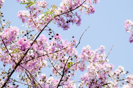Lagerstroemia calyculata  is derived from its very characteristic mottled flaky bark.
It is a species of flowering plant in the Lythraceae family and found in Southeast Asia and Oceania.
it is quite common as a decorative tree in the parks of Thailand