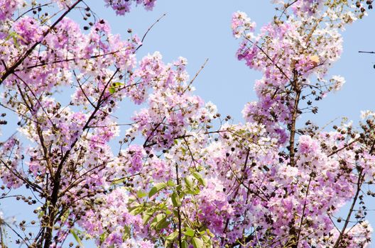 Lagerstroemia calyculata  is derived from its very characteristic mottled flaky bark.
It is a species of flowering plant in the Lythraceae family and found in Southeast Asia and Oceania.
it is quite common as a decorative tree in the parks of Thailand