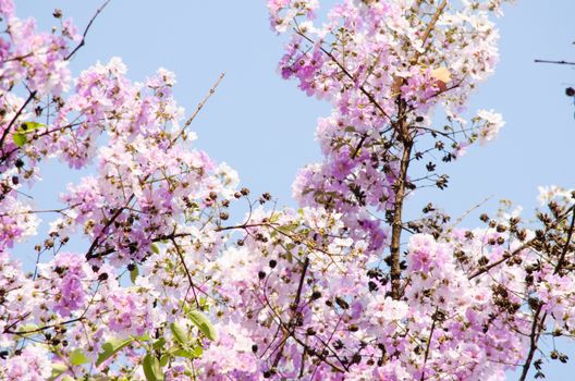 Lagerstroemia calyculata  is derived from its very characteristic mottled flaky bark.
It is a species of flowering plant in the Lythraceae family and found in Southeast Asia and Oceania.
it is quite common as a decorative tree in the parks of Thailand