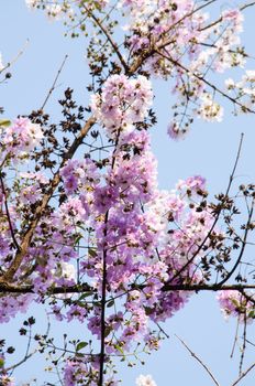 Lagerstroemia calyculata  is derived from its very characteristic mottled flaky bark.
It is a species of flowering plant in the Lythraceae family and found in Southeast Asia and Oceania.
it is quite common as a decorative tree in the parks of Thailand