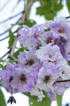 Lagerstroemia calyculata  is derived from its very characteristic mottled flaky bark.
It is a species of flowering plant in the Lythraceae family and found in Southeast Asia and Oceania.
it is quite common as a decorative tree in the parks of Thailand