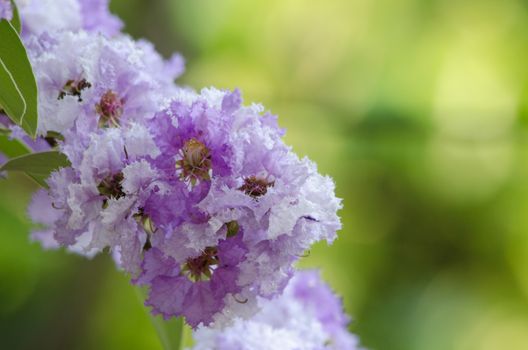 Lagerstroemia calyculata  is derived from its very characteristic mottled flaky bark.
It is a species of flowering plant in the Lythraceae family and found in Southeast Asia and Oceania.
it is quite common as a decorative tree in the parks of Thailand