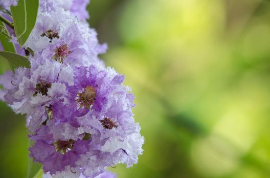 Lagerstroemia calyculata  is derived from its very characteristic mottled flaky bark.
It is a species of flowering plant in the Lythraceae family and found in Southeast Asia and Oceania.
it is quite common as a decorative tree in the parks of Thailand