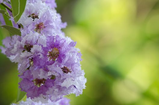 Lagerstroemia calyculata  is derived from its very characteristic mottled flaky bark.
It is a species of flowering plant in the Lythraceae family and found in Southeast Asia and Oceania.
it is quite common as a decorative tree in the parks of Thailand