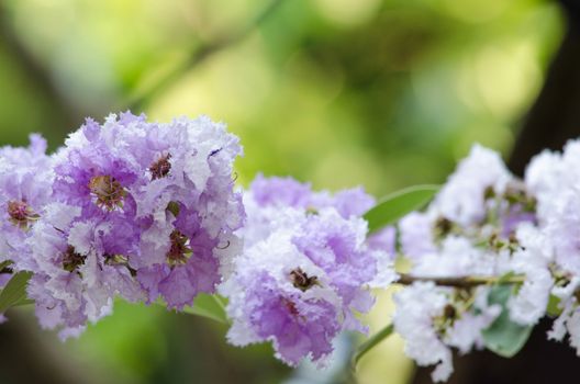 Lagerstroemia calyculata  is derived from its very characteristic mottled flaky bark.
It is a species of flowering plant in the Lythraceae family and found in Southeast Asia and Oceania.
it is quite common as a decorative tree in the parks of Thailand