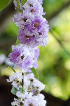 Lagerstroemia calyculata  is derived from its very characteristic mottled flaky bark.
It is a species of flowering plant in the Lythraceae family and found in Southeast Asia and Oceania.
it is quite common as a decorative tree in the parks of Thailand