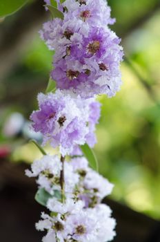 Lagerstroemia calyculata  is derived from its very characteristic mottled flaky bark.
It is a species of flowering plant in the Lythraceae family and found in Southeast Asia and Oceania.
it is quite common as a decorative tree in the parks of Thailand