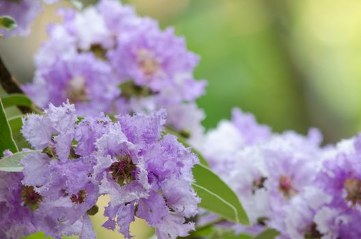 Lagerstroemia calyculata  is derived from its very characteristic mottled flaky bark.
It is a species of flowering plant in the Lythraceae family and found in Southeast Asia and Oceania.
it is quite common as a decorative tree in the parks of Thailand