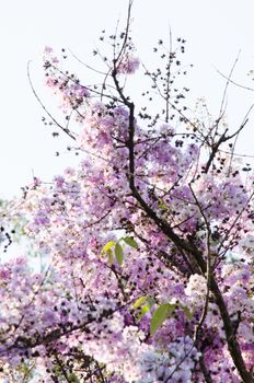 Lagerstroemia calyculata  is derived from its very characteristic mottled flaky bark.
It is a species of flowering plant in the Lythraceae family and found in Southeast Asia and Oceania.
it is quite common as a decorative tree in the parks of Thailand