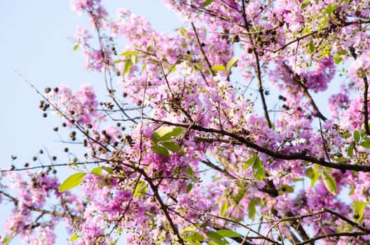 Lagerstroemia calyculata  is derived from its very characteristic mottled flaky bark.
It is a species of flowering plant in the Lythraceae family and found in Southeast Asia and Oceania.
it is quite common as a decorative tree in the parks of Thailand