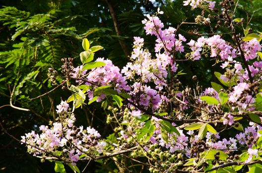 Lagerstroemia calyculata  is derived from its very characteristic mottled flaky bark.
It is a species of flowering plant in the Lythraceae family and found in Southeast Asia and Oceania.
it is quite common as a decorative tree in the parks of Thailand