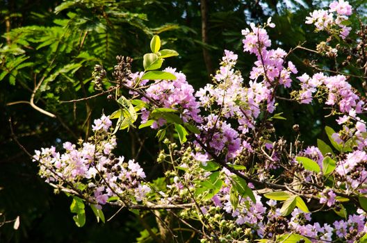 Lagerstroemia calyculata  is derived from its very characteristic mottled flaky bark.
It is a species of flowering plant in the Lythraceae family and found in Southeast Asia and Oceania.
it is quite common as a decorative tree in the parks of Thailand