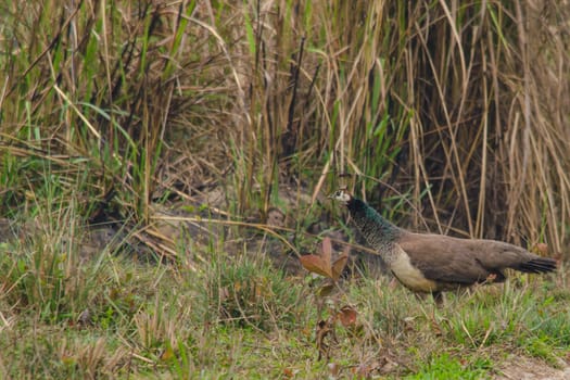 peafowl is big bird of phasinidae family. and it's blue body of male different femal 's brown body