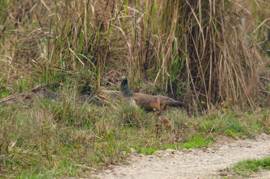 peafowl is big bird of phasinidae family. and it's blue body of male different femal 's brown body