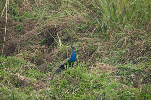 peafowl is big bird of phasinidae family. and it's blue body of male different femal 's brown body