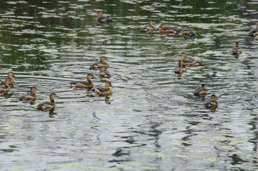 duck is live in the lake and is find some fish or other