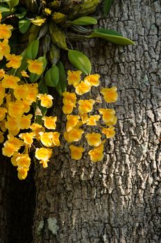 Dendrobium lindleyi Steud is a plant of the genus Dendrobium. They are found in the mountains of southern China 
(Guangdong, Guangxi, Guizhou, Hainan) and Southeast Asia (Assam, Bangladesh, Arunachal Pradesh, Laos, Myanmar, Thailand, Vietnam)