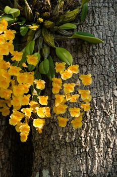 Dendrobium lindleyi Steud is a plant of the genus Dendrobium. They are found in the mountains of southern China 
(Guangdong, Guangxi, Guizhou, Hainan) and Southeast Asia (Assam, Bangladesh, Arunachal Pradesh, Laos, Myanmar, Thailand, Vietnam)