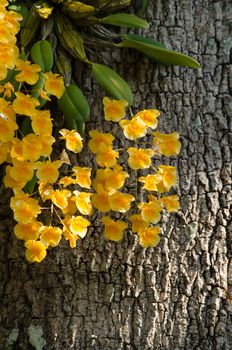 Dendrobium lindleyi Steud is a plant of the genus Dendrobium. They are found in the mountains of southern China 
(Guangdong, Guangxi, Guizhou, Hainan) and Southeast Asia (Assam, Bangladesh, Arunachal Pradesh, Laos, Myanmar, Thailand, Vietnam)