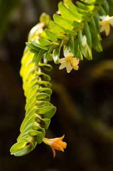 Dendrobium ellipsophyllum grows in warm to hot temperatures with full sun light. 
Grow in a well drain mix of sphagnum moss or medium fir bark.found in the Burma, Thailand, Laos, Vietnam and China